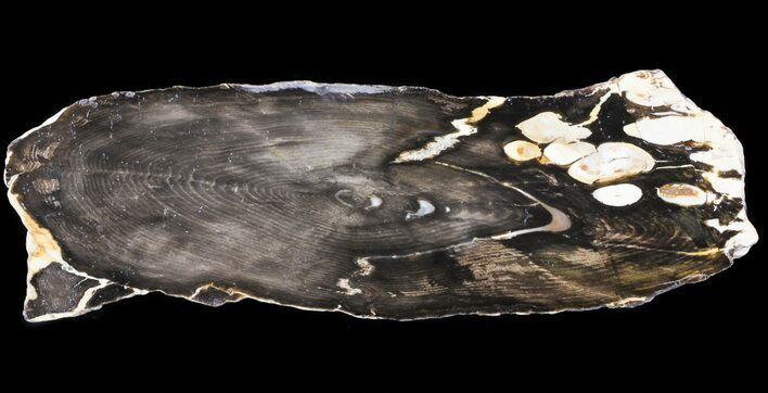 Round of Fossilized Peanut Wood - Australia #65463